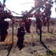Trousseau Gris grapes on the vine at the National Germplasm Repository in Davis, California